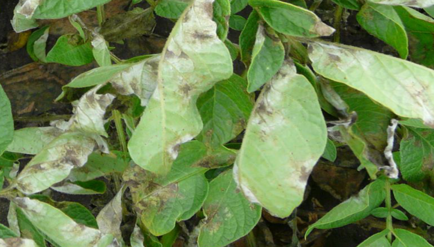 signs of late blight