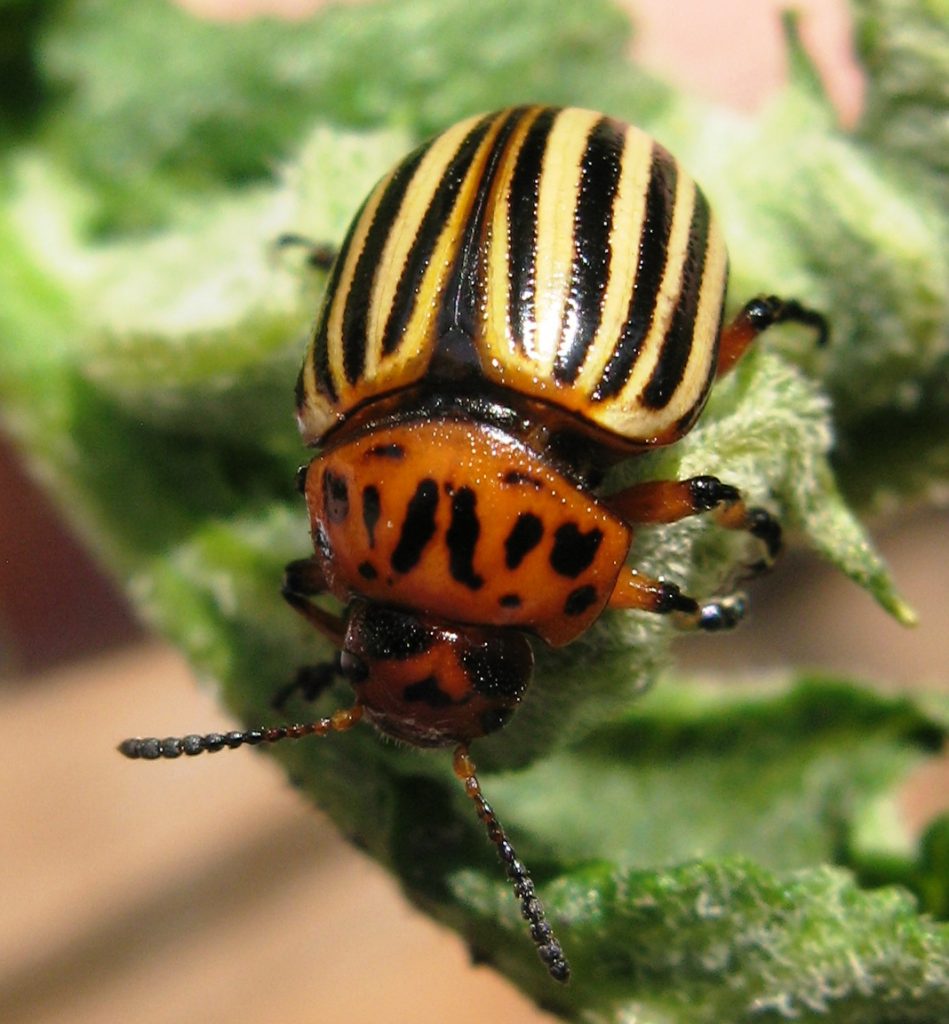 Tackling important insect pests like the Colorado potato beetle ...