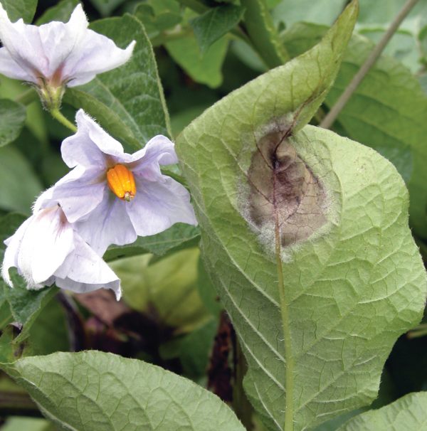 Late blight checklist for protection throughout the season Potatoes